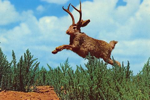 jackalope_in_the_wild_large.jpg