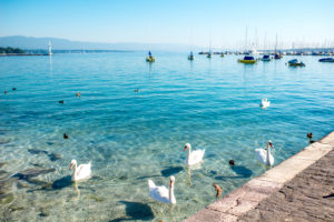 wans swimming at Geneva lake