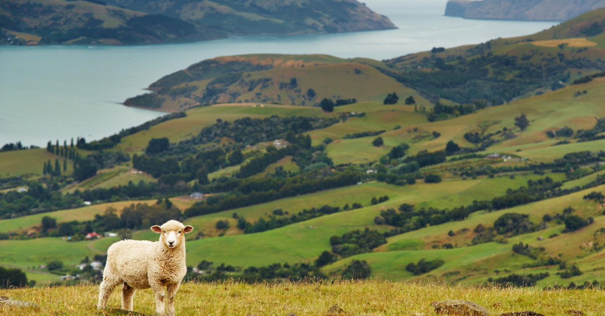 New Zealand landscape
