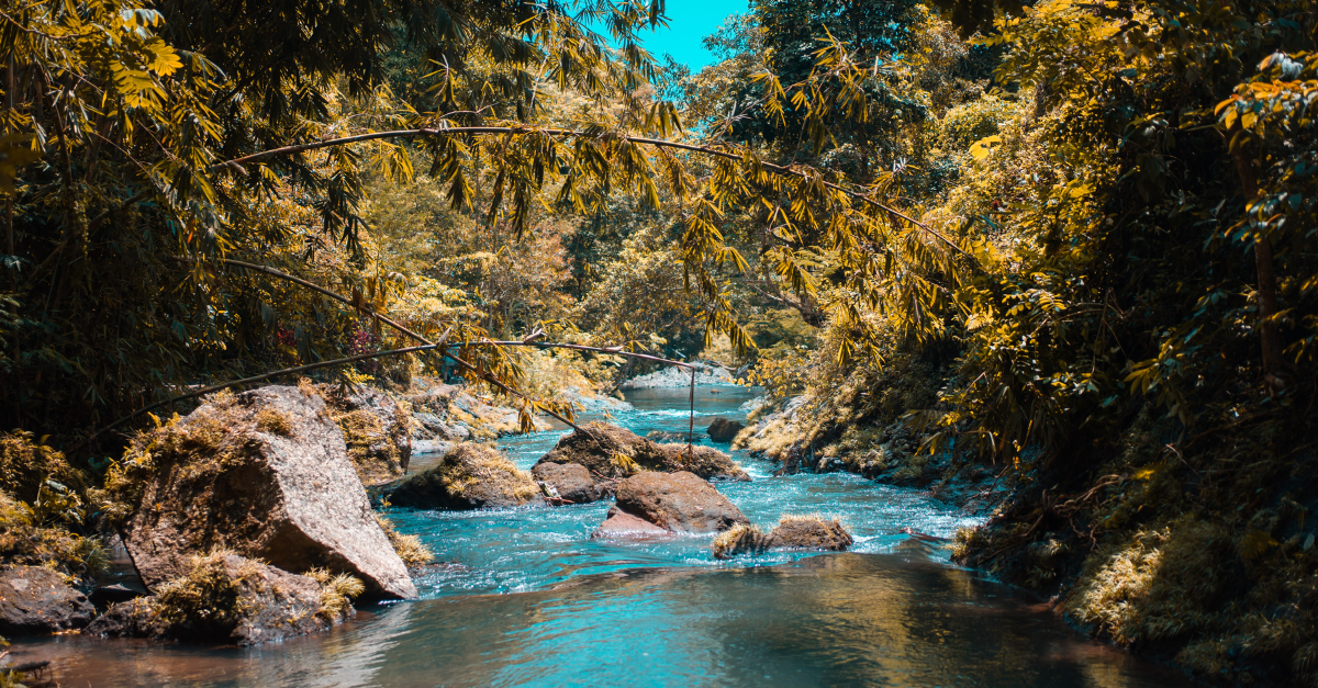 Creek in the woods